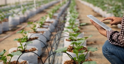 Técnico Auxiliar en Producción Vegetal Intensiva + IA (Premium con Doble Certificación)
