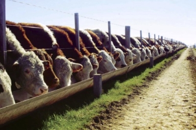 Técnico Auxiliar en Feedlot y Ganadería Profesional + IA...