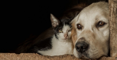 Curso de Sanidad, Ropa y Pastelería Canina y Felina + IA (Premium con Doble Certificación)