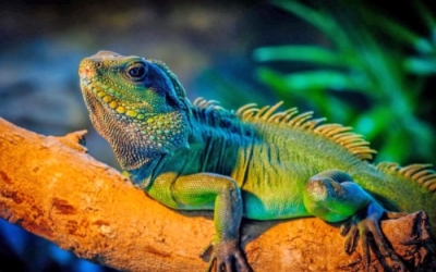 Certificación en Herpetología. Reptiles y Anfibios + IA (Premium con Doble Certificación)