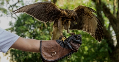 Adiestramiento de Aves Rapaces + IA (Premium con Doble Certificación)