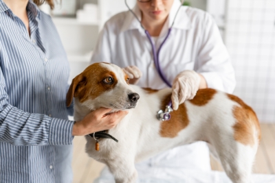 Programa de Certificación en Clínicas Veterinarias: Instrumental Quirúrgico