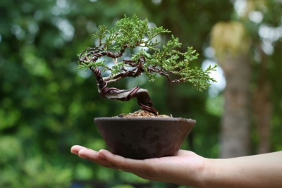 Diplomatura en Plantas Bonsai - Interiores y Medicinales + IA (Premium con Doble Certificación)
