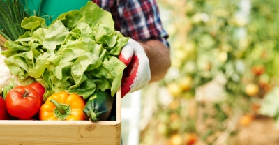 Curso de Huerta y Cultivo Ecológico de Hortalizas + IA