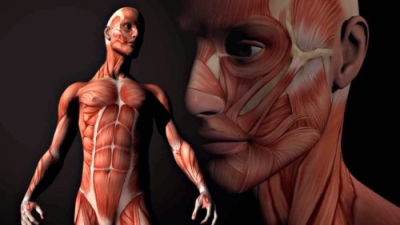 Anatomía Humana + IA