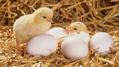 Curso de Producción de Huevos e Incubación de Pollitos Bebé + IA (Premium con Doble Certificación)