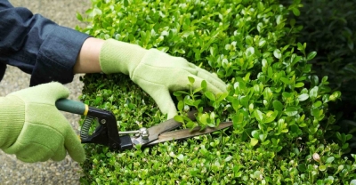 Mantenimiento de Espacios Verdes + IA (Premium con Doble Certificación)