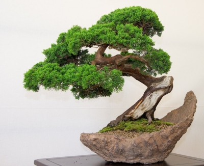 Bonsai y Plantas de Interiores + IA (Premium con Doble Certificación)