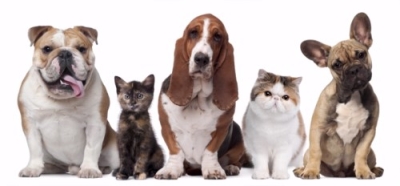 Diplomatura en Guarderías, Criaderos y Refugios para Animales de Compañía + IA (Premium con Doble Certificación)