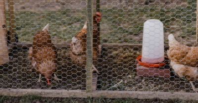 Diseño y Construcción de Instalaciones de Aves de Corral + IA (Premium con Doble Certificación)